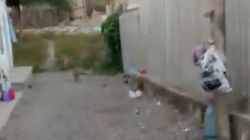 Горожанка жалуется на бродячих собак в районе стекольного завода. Видео