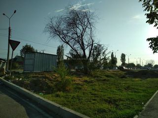 Вдоль улицы М.Омуракунова в жилмассиве Ак-Орго высохло дерево