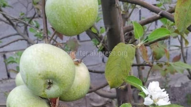 В Бишкеке зацвели яблони и персик. Фото