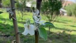 В Сокулукском районе в сентябре зацвели яблони. Видео