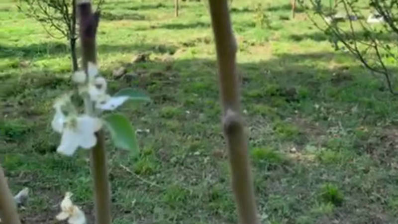 В Сокулукском районе в сентябре зацвели яблони. Видео