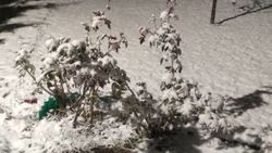 В Ала-Арче ночью выпал снег. Видео