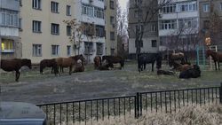 Табун лошадей во дворе дома в Асанбае. Фото
