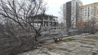 Дерево возле стройки на Огонбаева срубили незаконно. Мэрия направила жалобу в санинспекцию