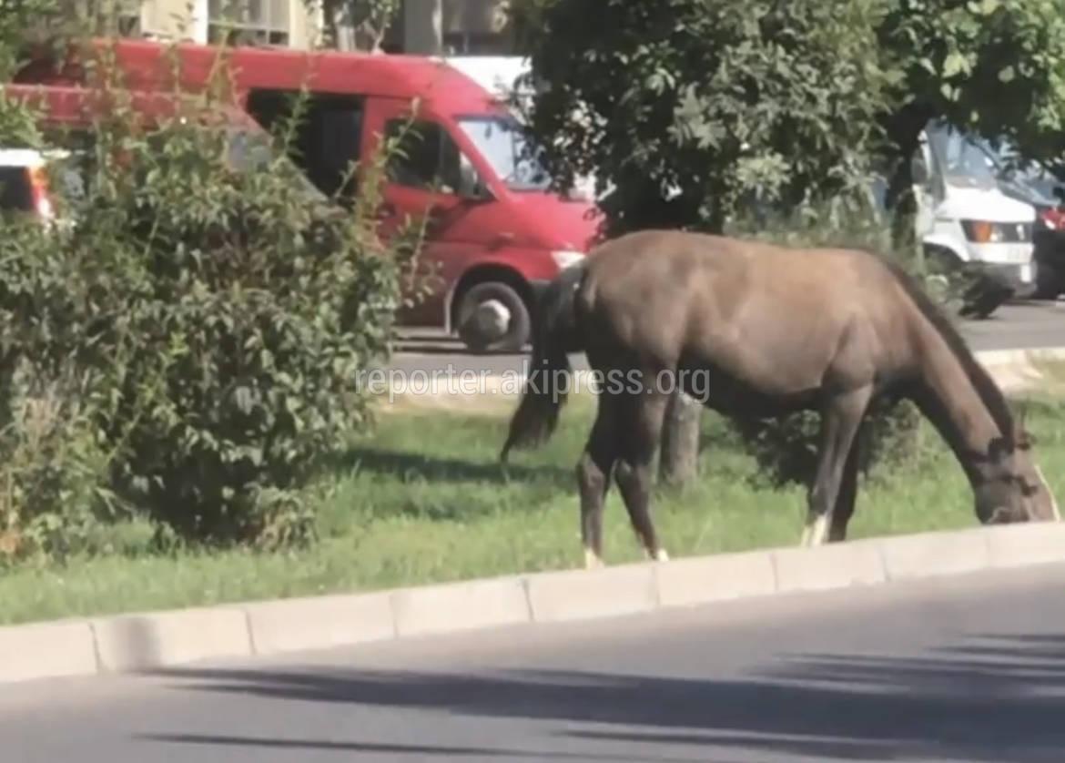 На разделительной полосе дороги пасется лошадь. Видео