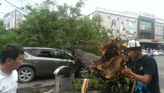 На утро после шквального ветра на ул. Киевская упало большое дерево, придавило две автомашины, - читатель <b><i>(фото)</i></b>