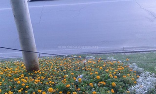 <b>Кыргызча:</b> Абдрахманов көчөсүндө үзүлгөн кандайдыр бир зым тротуарда, сууда кооптуулук жаратып жатат - окурман <b><i>(фото)</i></b>