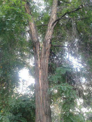 В Национальном госпитале имени Ахунбаева стоит аварийное дерево, которое в любой момент может обвалиться, - читатель <b><i>(фото)</i></b>
