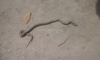 В селе Мраморное обнаружили такую змею, не ядовита ли она? - читатель <b><i>(фото)</i></b>