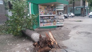 На перекрестке Токтогула-Турусбекова в безветренную погоду упало дерево, - горожанин <b><i>(фото)</i></b>