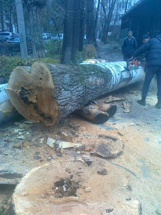 Срубленные деревья около посольства Германии находились в аварийном состоянии, - «Зеленстрой» <b><i>(фото)</i></b>