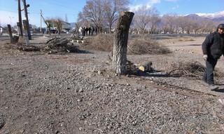 Мэрия Балыкчы в целях обеспечения безопасности дорожного движения произвела вырубку деревьев