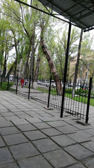 Аварийное дерево по ул.Логвиненко будет снесено 6 апреля