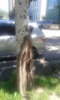 Напротив Свердловского акимиата находится аварийное дерево <i>(фото)</i>