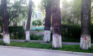 Неужели все деревья, помеченные красными крестами, будут спилены? - читатель <i>(фото)</i>