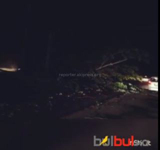 На ул.Л.Толстого в минувшую ночь на дорогу упало дерево и оборвало провода <i>(видео)</i>