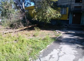 В 8 мкр от ветра упало дерево у подъезда многоэтажного жилого дома, - бишкекчанин <i>(фото)</i>