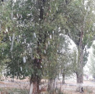 В Кочкорском районе Нарынской области выпал снег, - пользователь Instagram <i>(фото)</i>