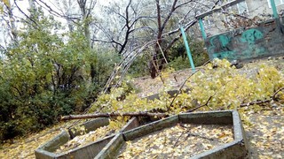 Возле дома №15 в 10 мкр ветки деревьев упали на детскую площадку, - бишкекчанин (фото)