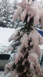 Высота снежного покрова в Караколе достигла 30 см - читатель <i>(фото)</i>