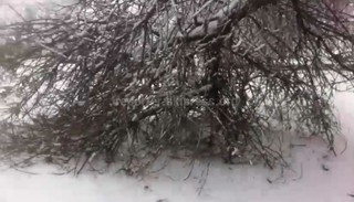 Видео — Парк им.Панфилова в Бишкеке завален сломавшимися от тяжести снега ветками