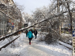 Фото — Упавшие на тротуары от тяжести снега деревья и ветки в Бишкеке не убраны