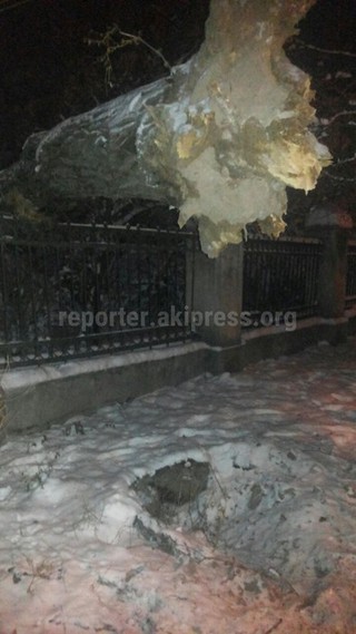 Сотрудники МП «Зеленстрой» убрали упавшее дерево на ул.Исанова в Бишкеке