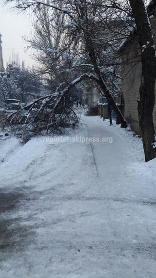 Фото — Сломавшиеся ветки опасно висят на проводах и нависают над тротуарами в Бишкеке