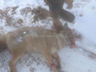 В Тонском районе охотники застрелили шакала <i>(фото)</i>