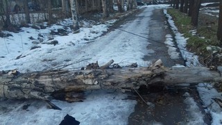 Бригада «Зеленстрой» выехала для уборки дерева, упавшего на тротуар на пересечении проспекта Чуй и улицы Валиханова