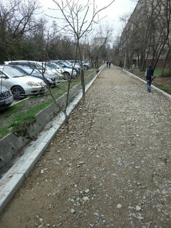 Для чего оставили деревья там, где будет уложено полотно тротуара по улице Коенкозова? - читатель (фото)