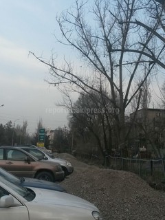 В 7 мкр Бишкека возле дома №25 нависшие ветви деревьев угрожают пешеходам и автотранспорту, - читатель (фото)