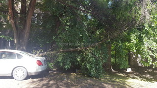 На ул.Турусбекова на машину упала ветка дерева, которую ранее жители просили убрать <i>(фото)</i>