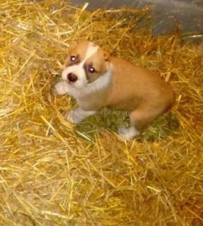 В жилмассиве Ак-Босого пропал щенок азиатской породы (фото)