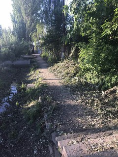 Почему срубили деревья на ул.Тоголока Молдо? - бишкекчанин (фото)