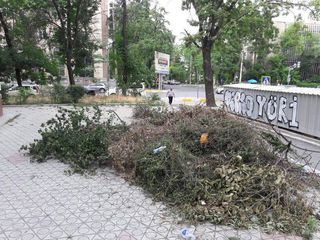 Читатель просит вывезти обрезанные ветки деревьев, которые складированы на Токтогула-Панфилова (фото)