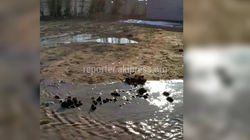 Видео — В Бостери гостевые дома сливали нечистоты на пляж