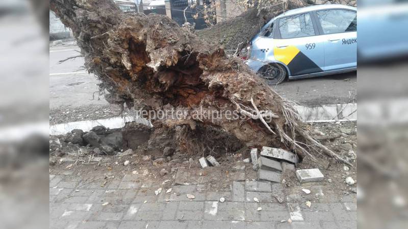 Фото — «Бишкекзеленхоз» ликвидировал дерево, упавшее на машину