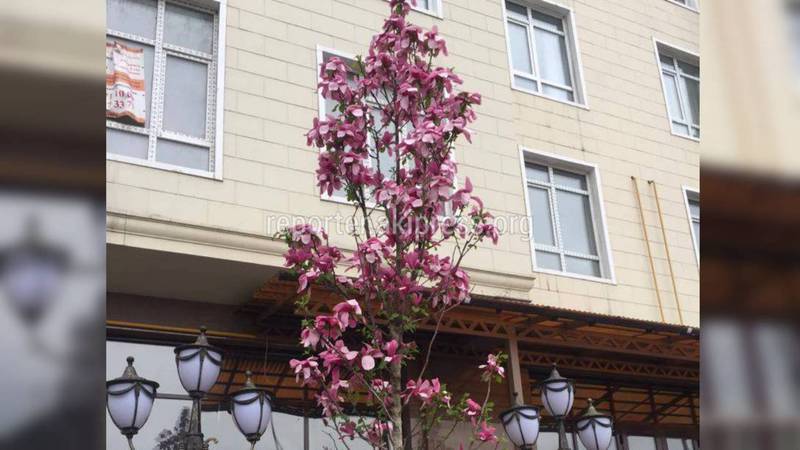 В Бишкеке растут деревья магнолии (фото)