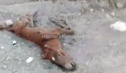В с.Кара-Суу Ат-Башынского района на свалке лежат трупы животных <i>(видео)</i>