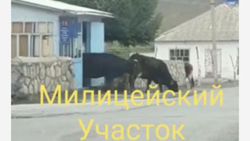 В сети распространяется видео, где корова выходит из милицейского участка