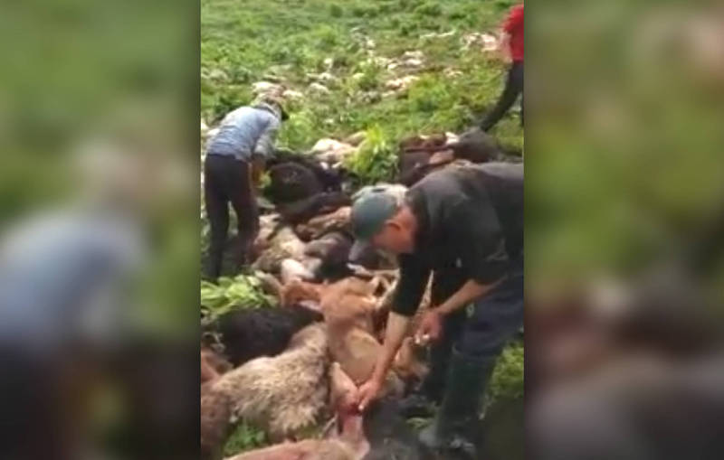 В горах Иссык-Куля молния убила стадо овец. Видео