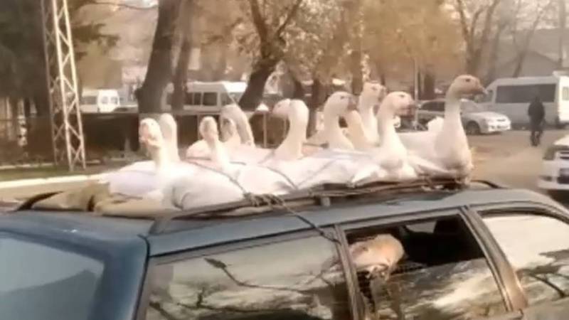Видео — В Жалал-Абаде 12 гусей перевозят на крыше автомобиля