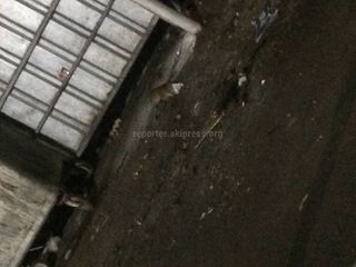 В районе «Ортосайского рынка» возле мусорных контейнеров на ул.Суеркулова бегали грызуны (фото)