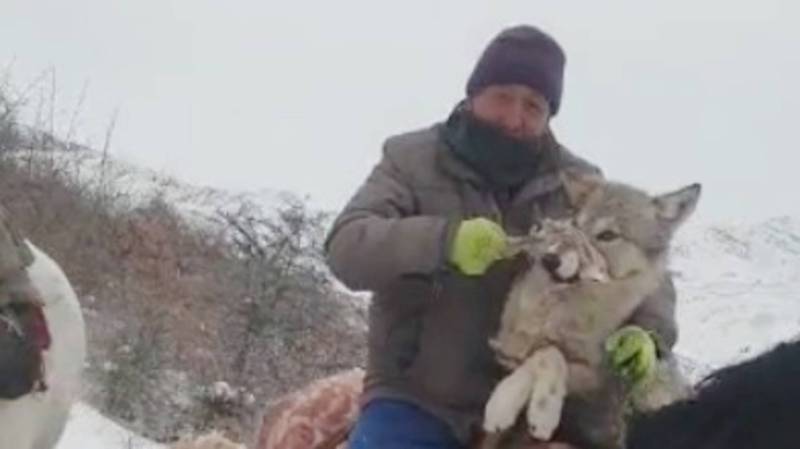 Жители Чон-Алая живьем поймали волка. Видео