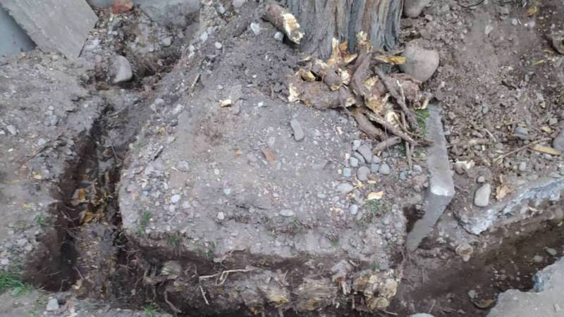 В городке Энергетиков повредили корни деревьев при выкопке траншеи. Фото