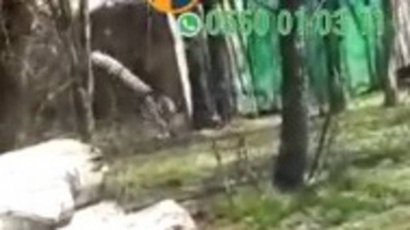 В селе Чалдовар по улицам бегает волк. Видео