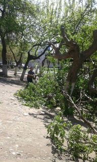 В Оше на Масалиева-Алая идет вырубка деревьев, - житель (фото)