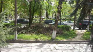 На участке бульвара Эркиндик в Бишкеке лежат срубленные ветки (фото)