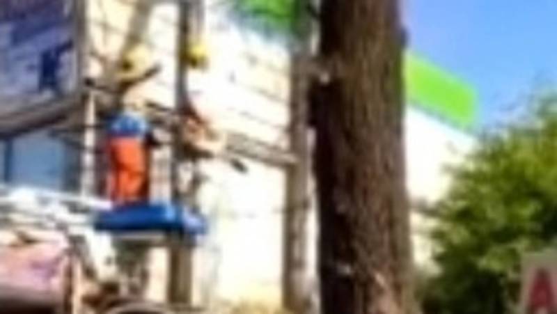 «Бишкекзеленхоз» убрал аварийное дерево возле Ошского рынка, - мэрия. Видео